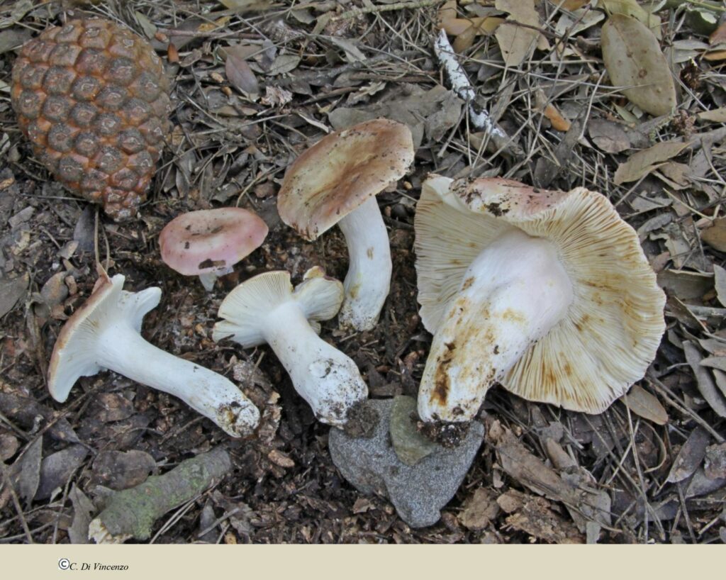 Russula vesca Fries 1836