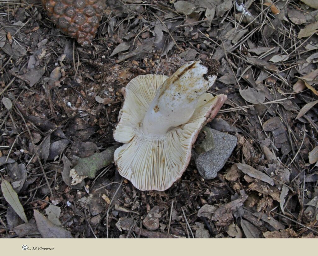 Russula vesca Fries 1836