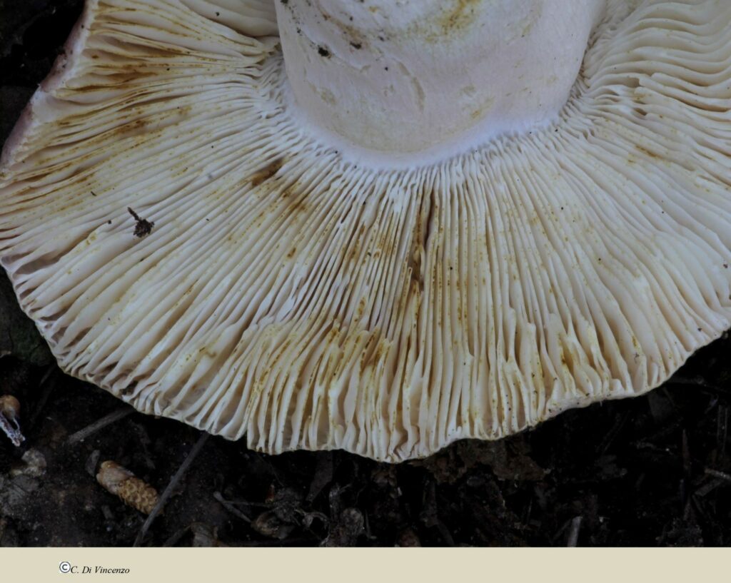 Russula vesca Fries 1836