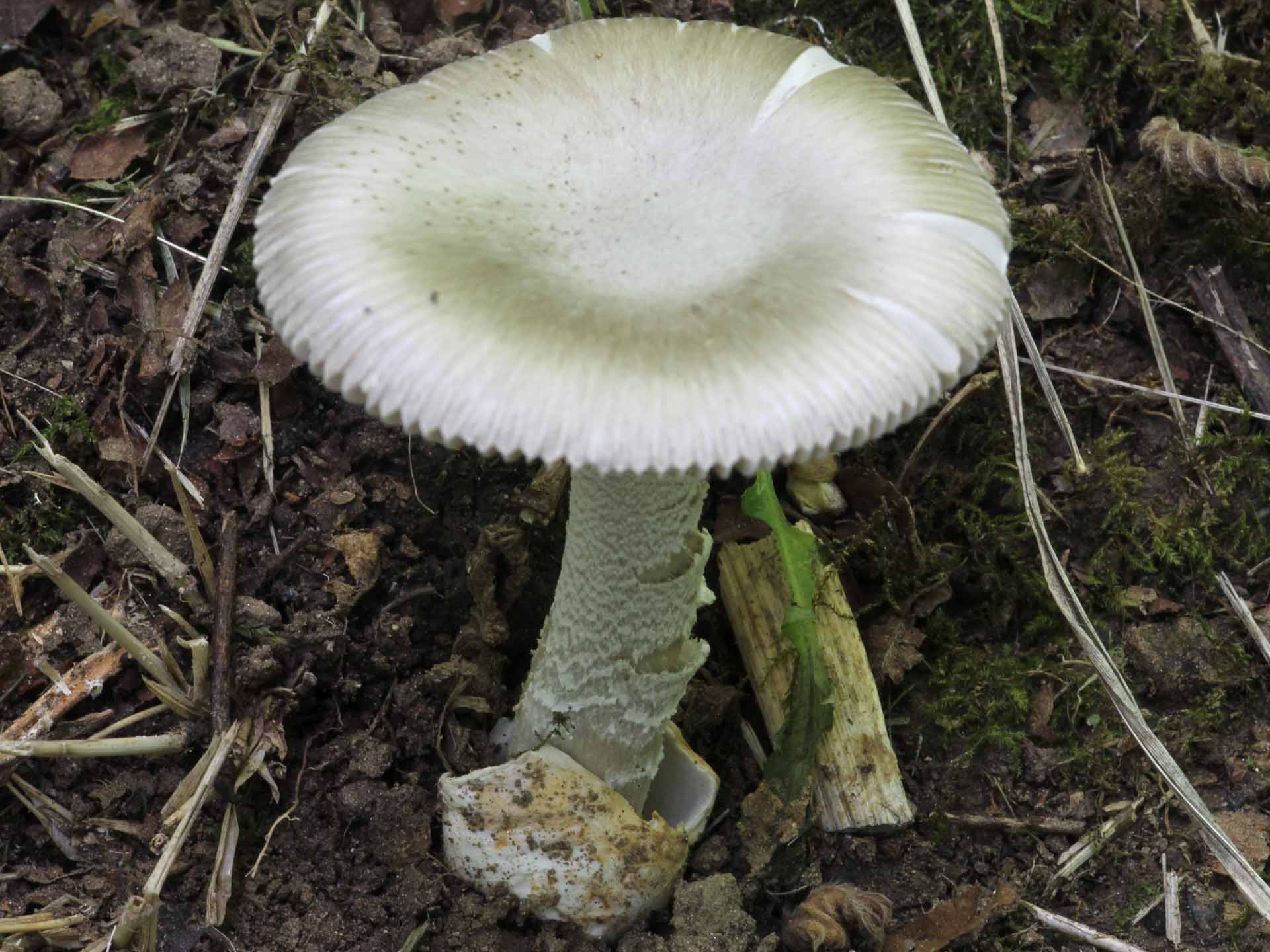 Amanita sp. sezione Vaginatae