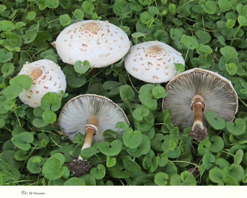 Chlorophyllum molybdites