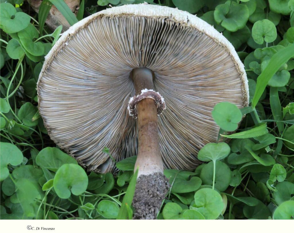 Chlorophyllum molybdites