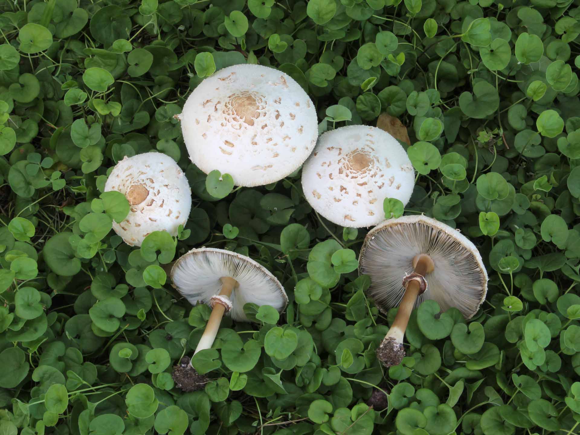 Chlorophyllum molybdites