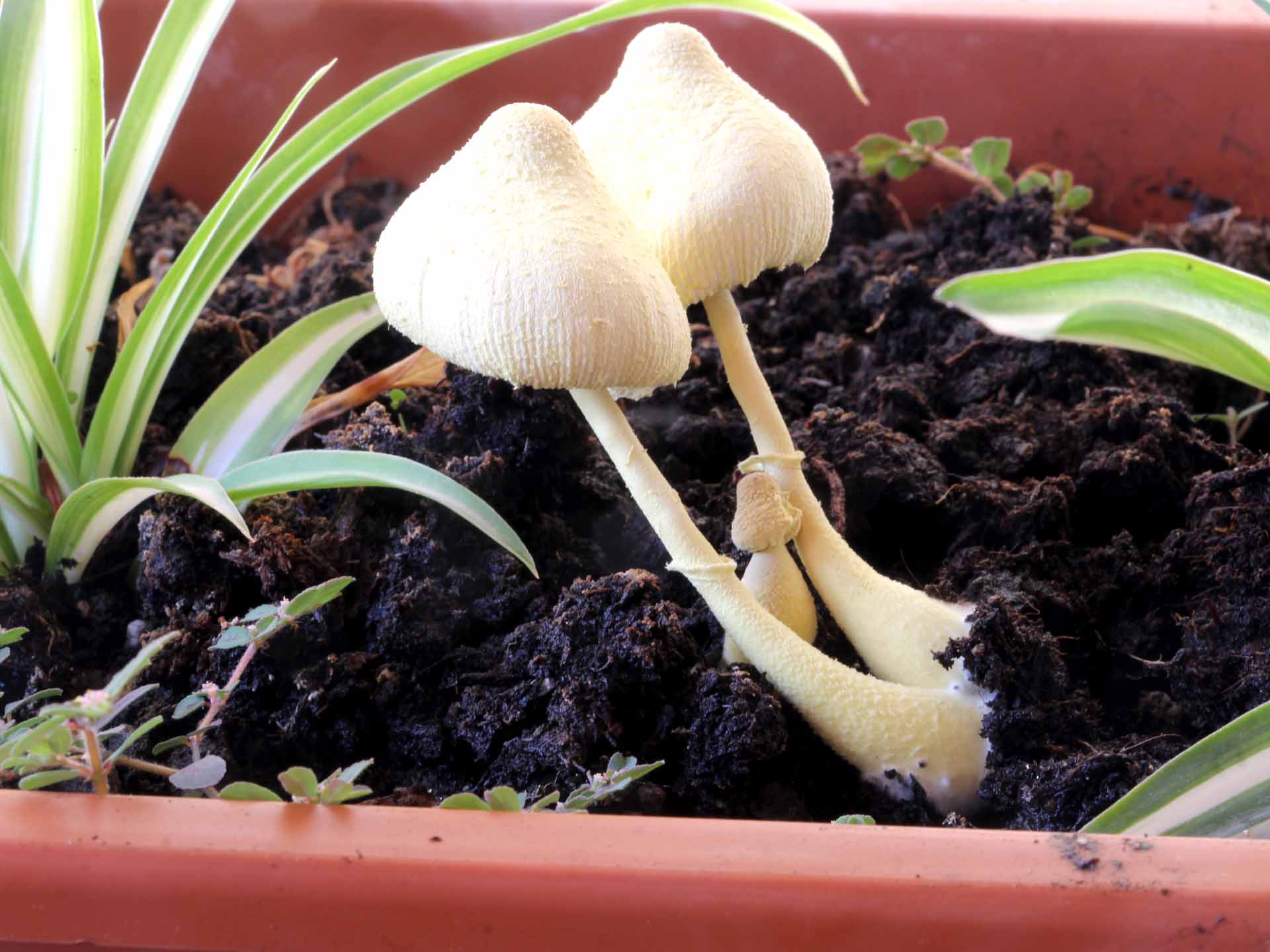 Leucocoprinus birnbaumii var. birnabaumii