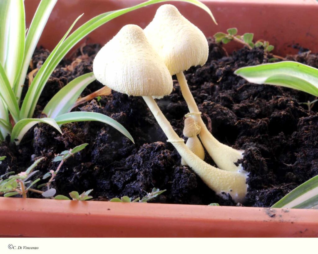 Leucocoprinus birnbaumii var. birnabaumii