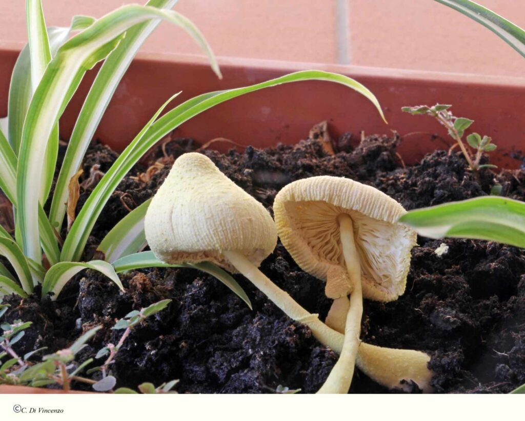 Leucocoprinus birnbaumii var. birnabaumii