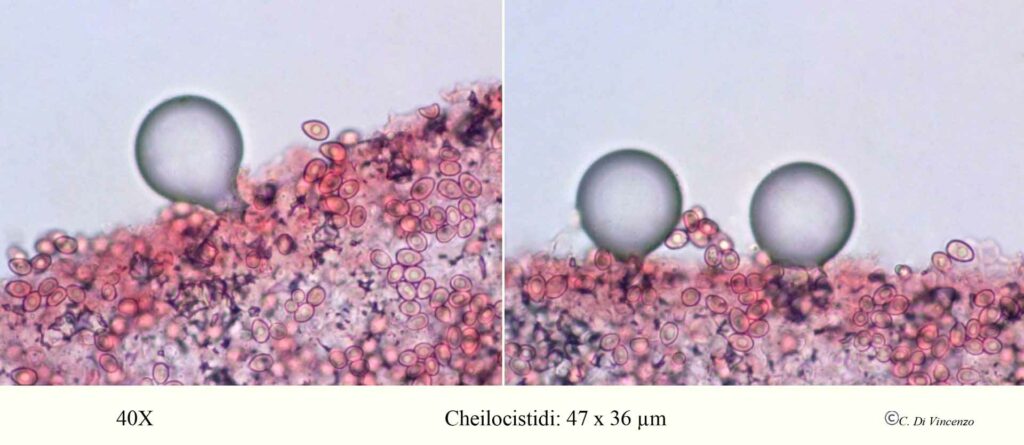 Leucocoprinus birnbaumii var. birnabaumii cheilocistidi