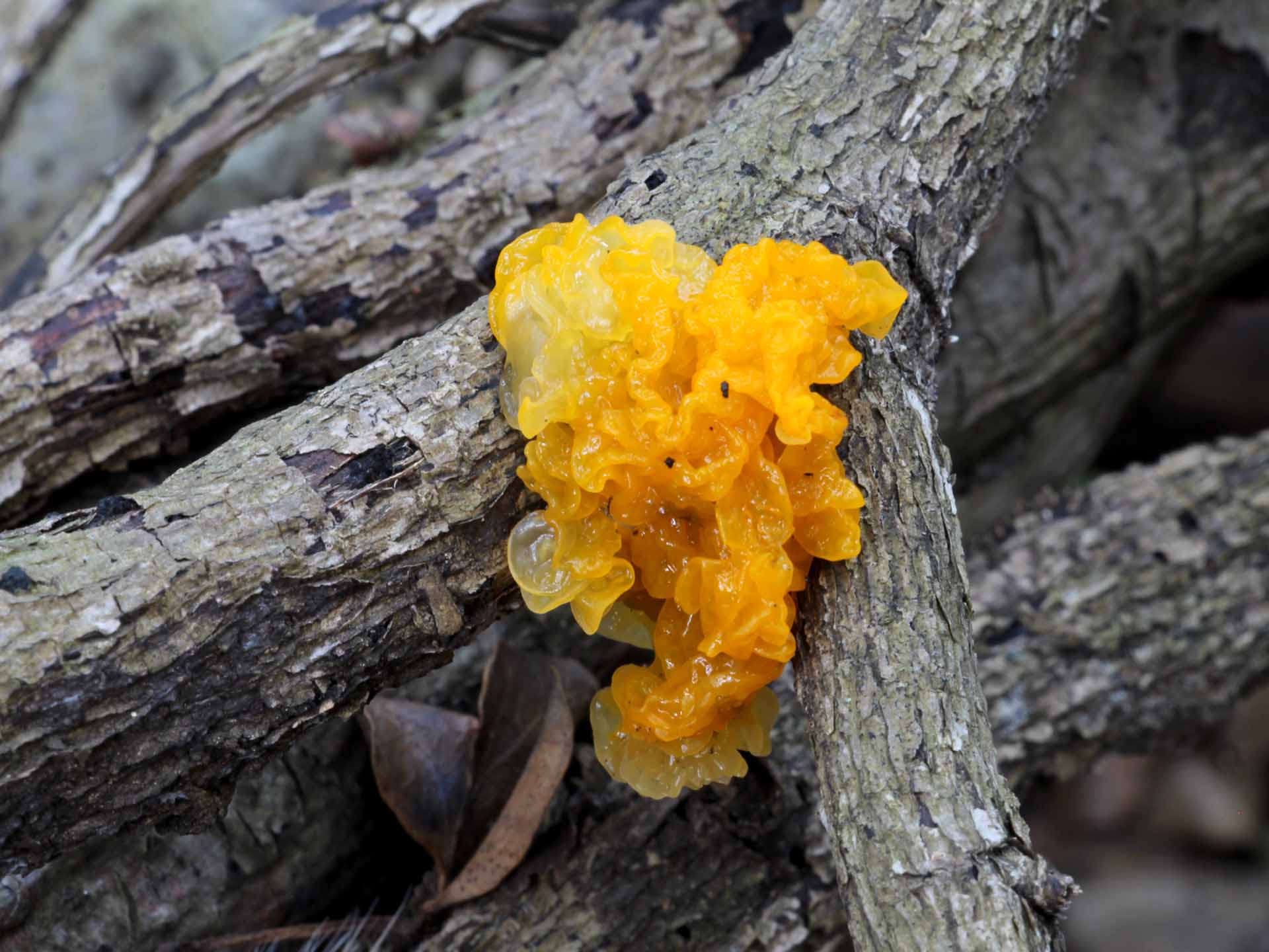 Tremella mesenterica (Scaeff) Pers 1801