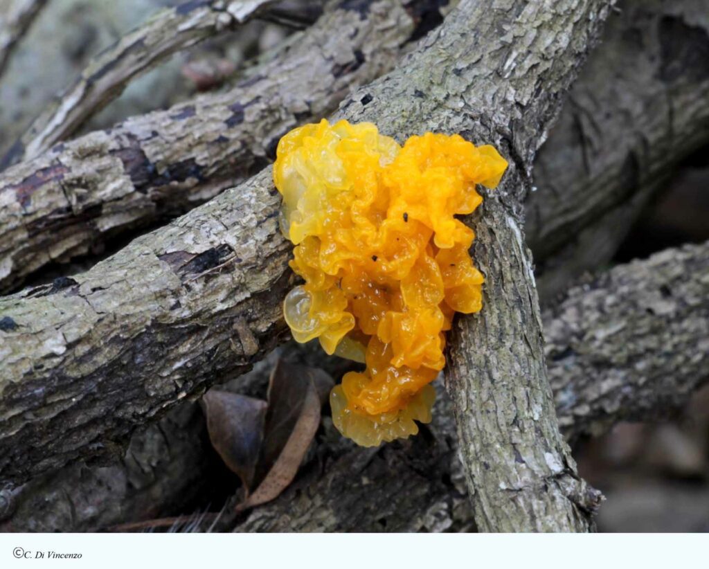 Tremella mesenterica (Scaeff) Pers 1801