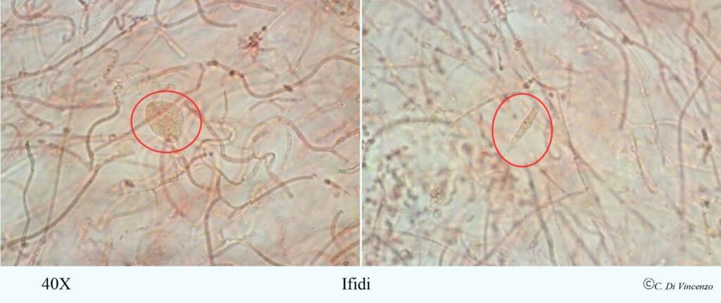 Tremella mesenterica (Scaeff) Pers 1801 ifidi