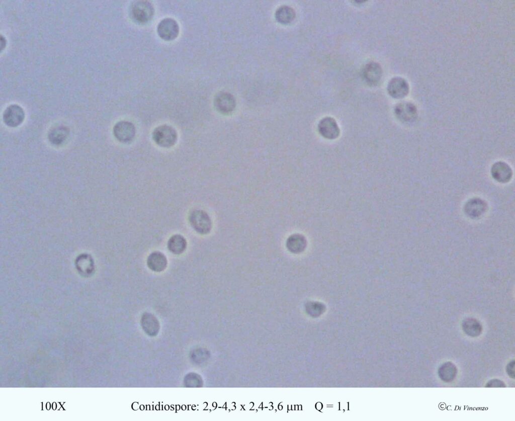 Tremella mesenterica (Scaeff) Pers 1801 condiospore