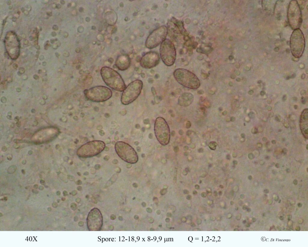 Tremella mesenterica (Scaeff) Pers 1801 spore