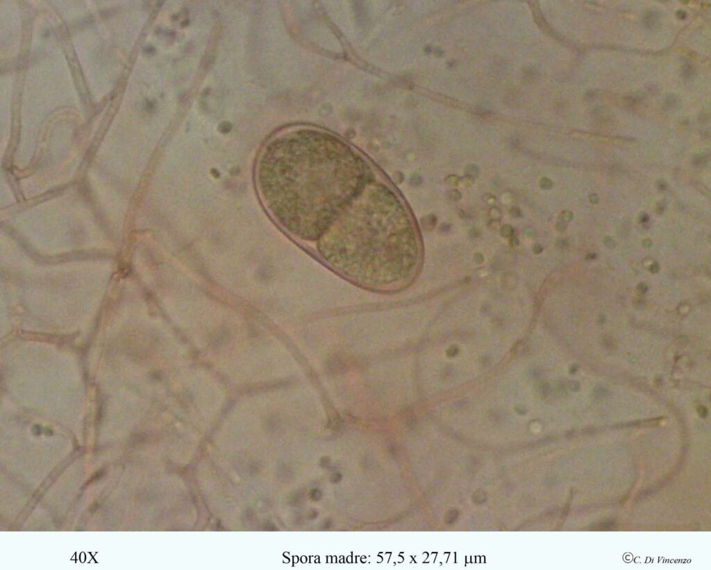 Tremella mesenterica (Scaeff) Pers 1801 spora madre