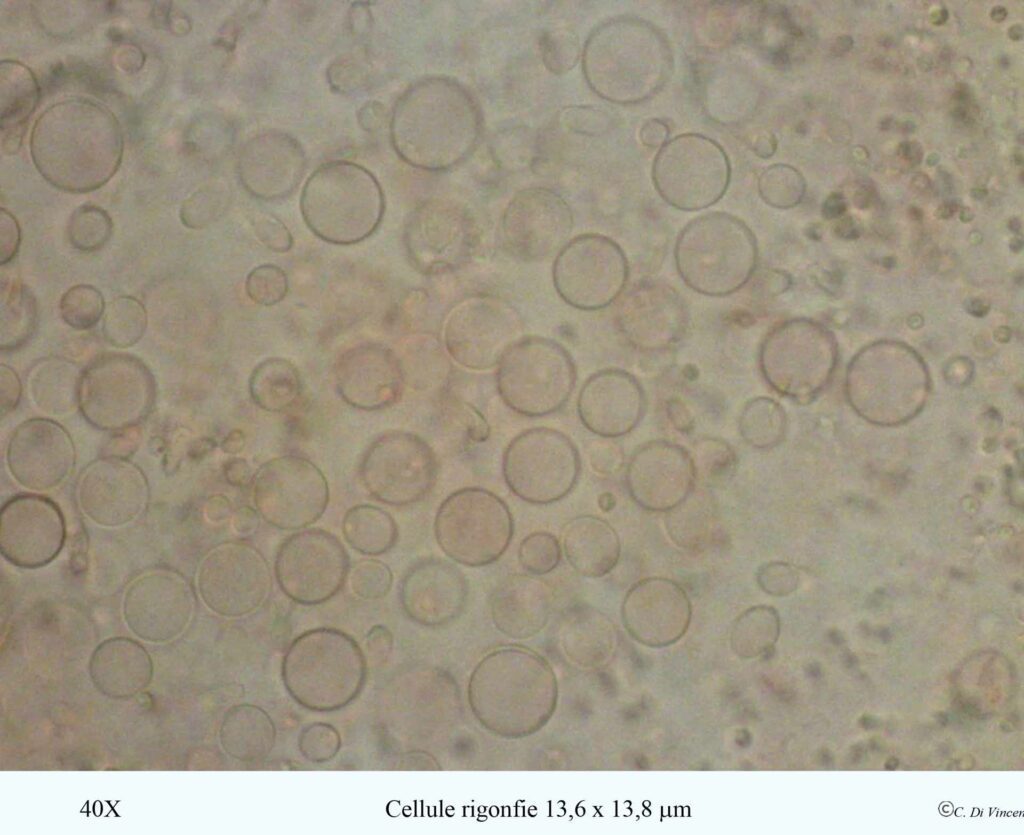 Tremella mesenterica (Scaeff) Pers 1801 cellule rigonfie