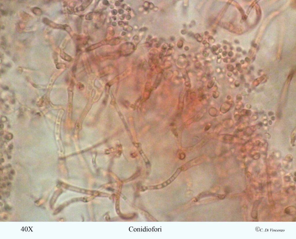 Tremella mesenterica (Scaeff) Pers 1801 condiofiori