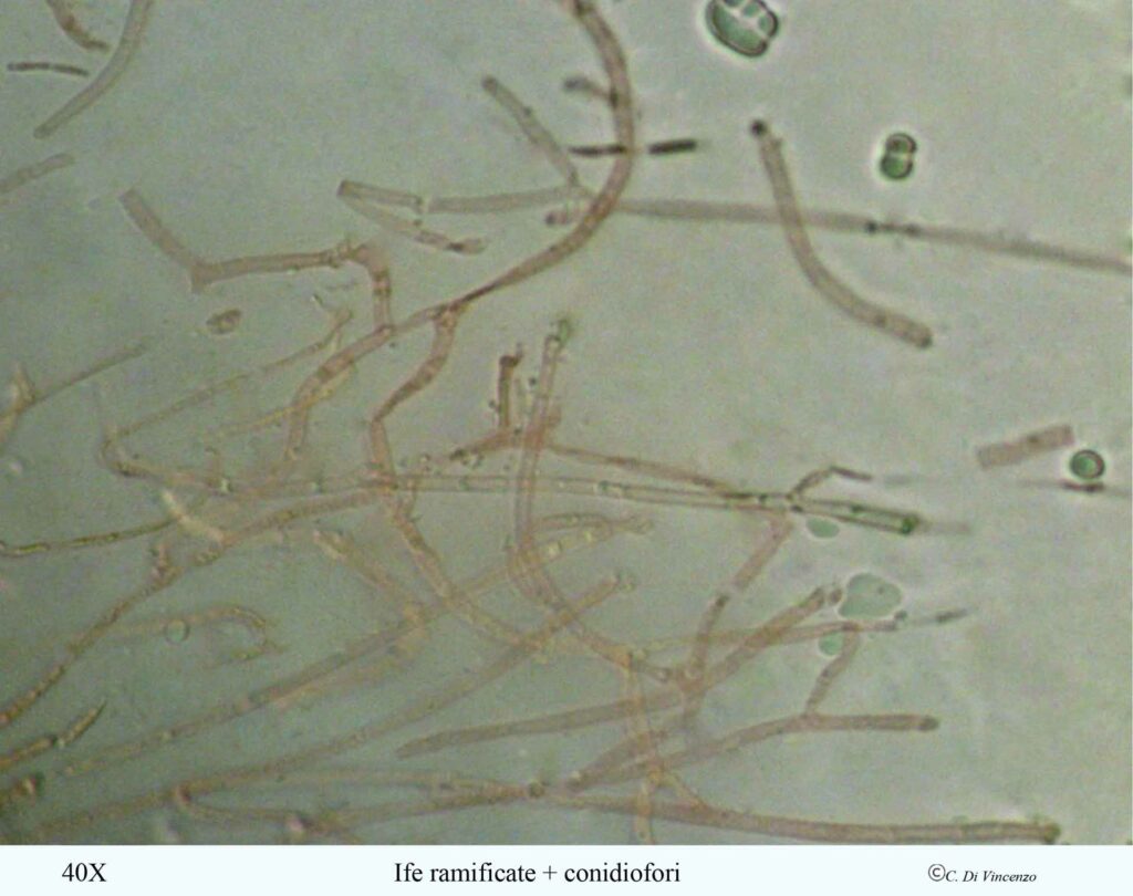 Tremella mesenterica (Scaeff) Pers 1801 ife ramificate