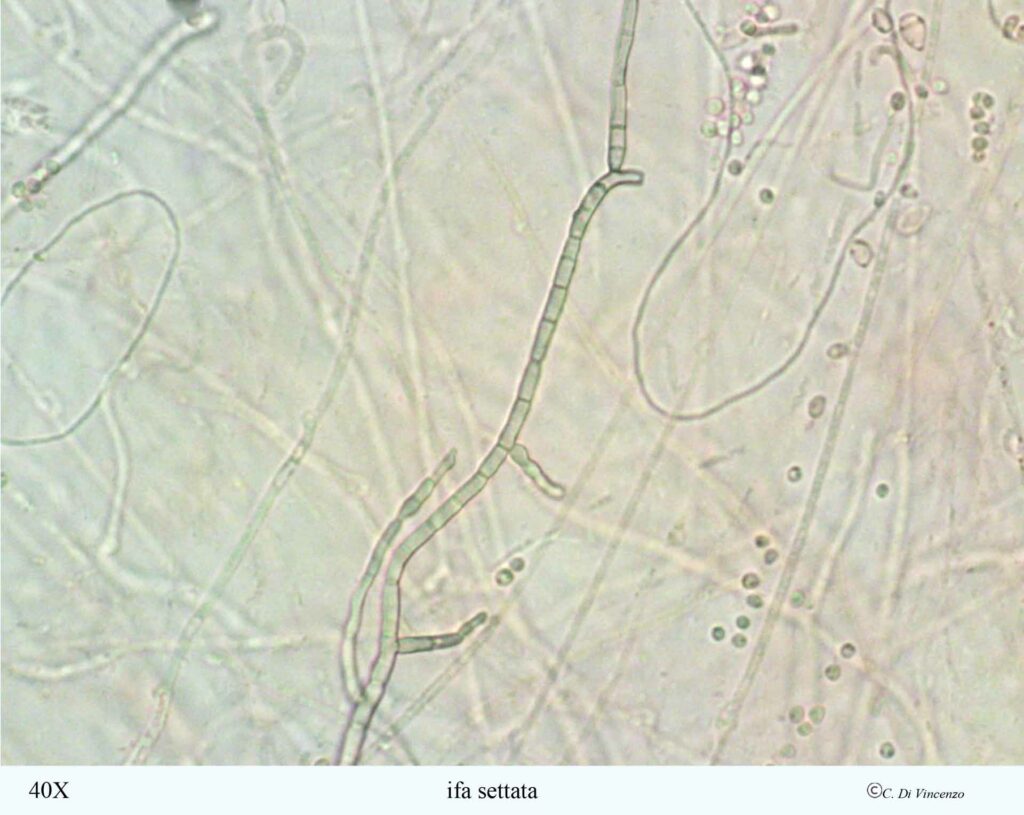 Tremella mesenterica (Scaeff) Pers 1801 ifa settata