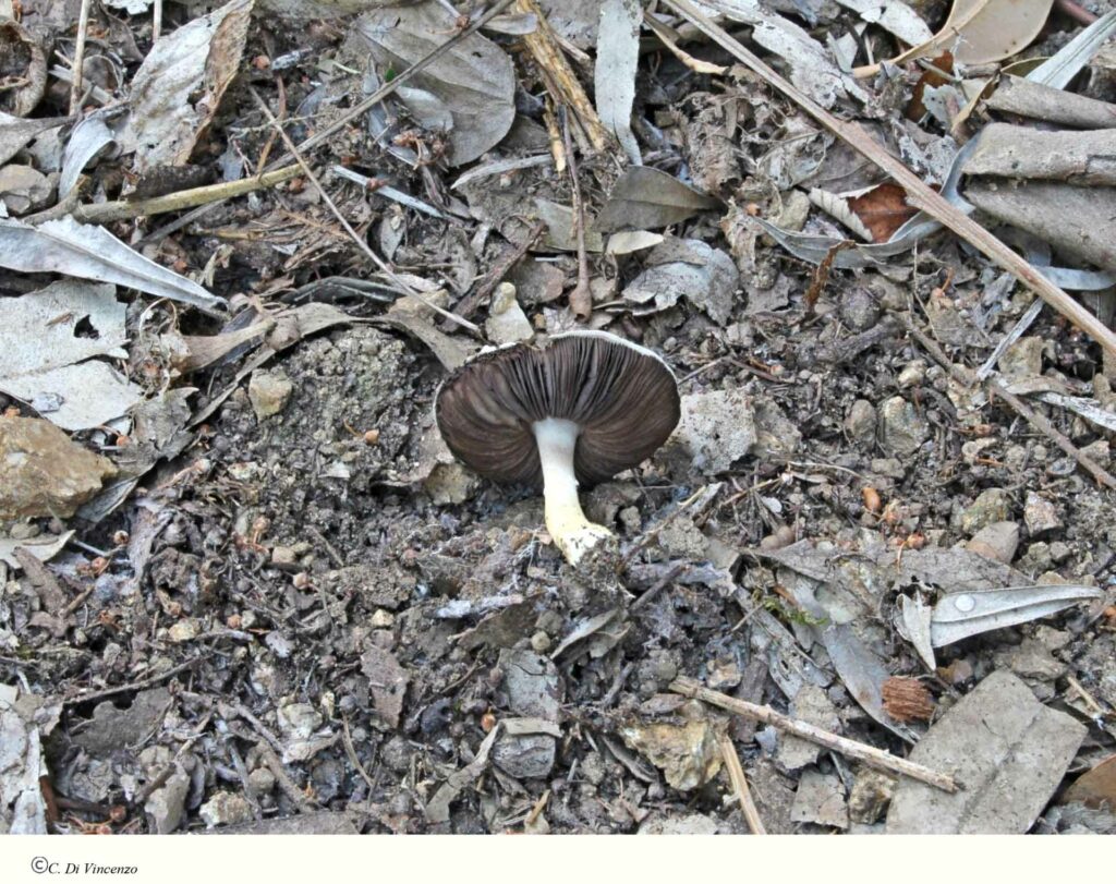 Agaricus comtulus Fr. 1838