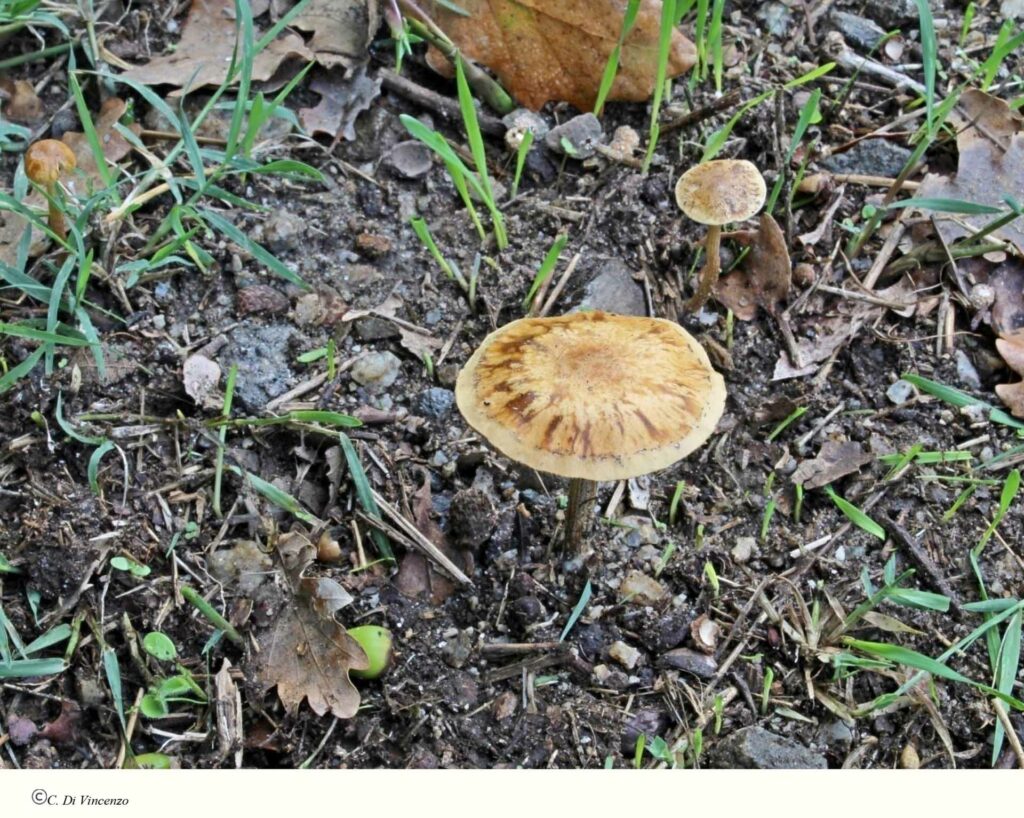 Agrocybe pediades (Fr.) Fayod 1889