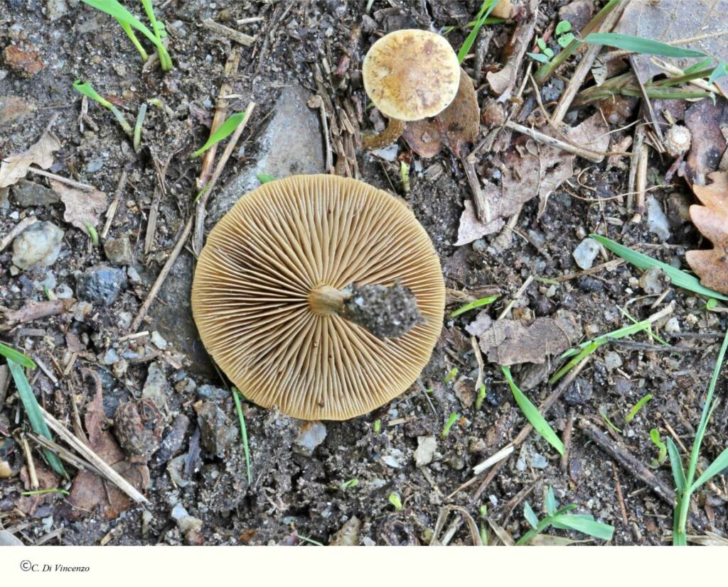 Agrocybe pediades (Fr.) Fayod 1889