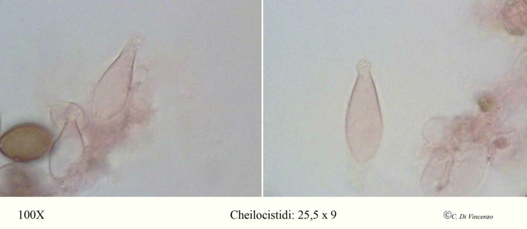 Agrocybe pediades (Fr.) Fayod 1889 cheilocistidi