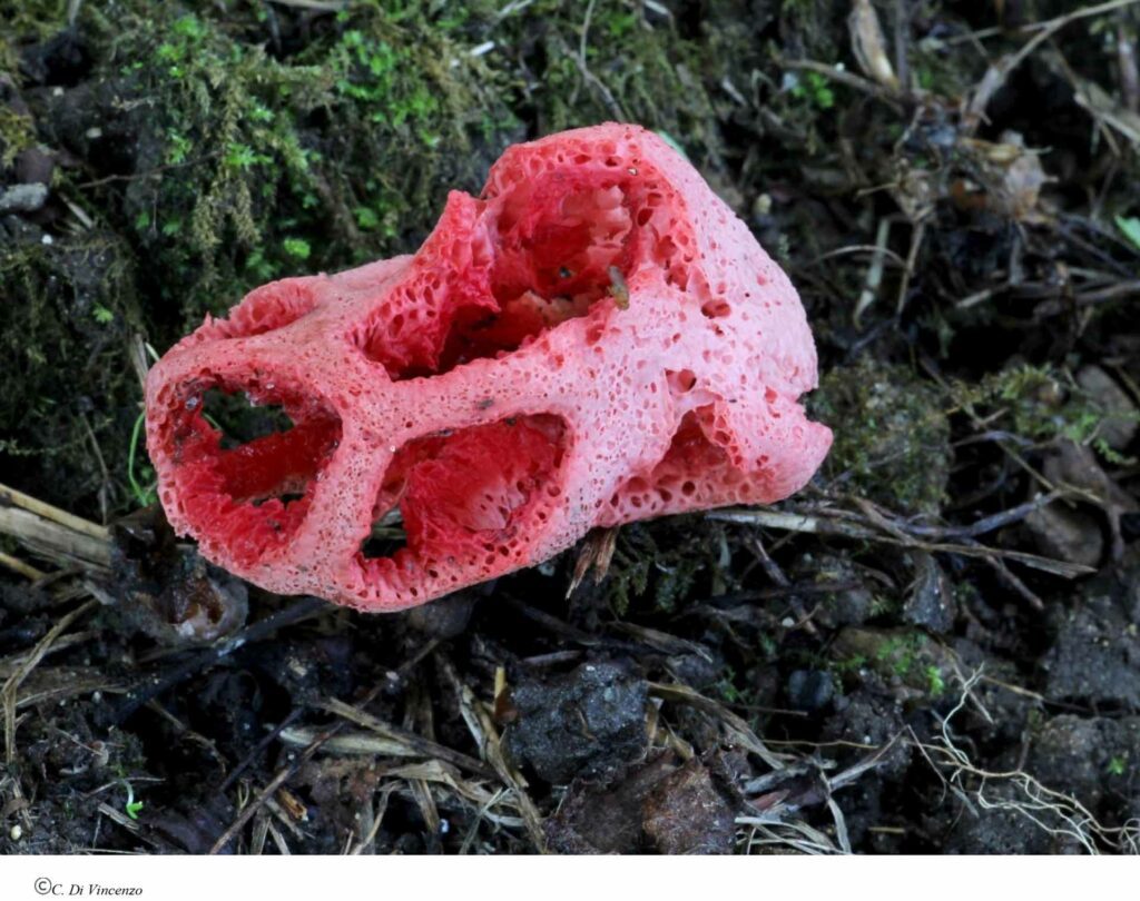 Clathrus ruber P. Micheli ex Pers. 1801