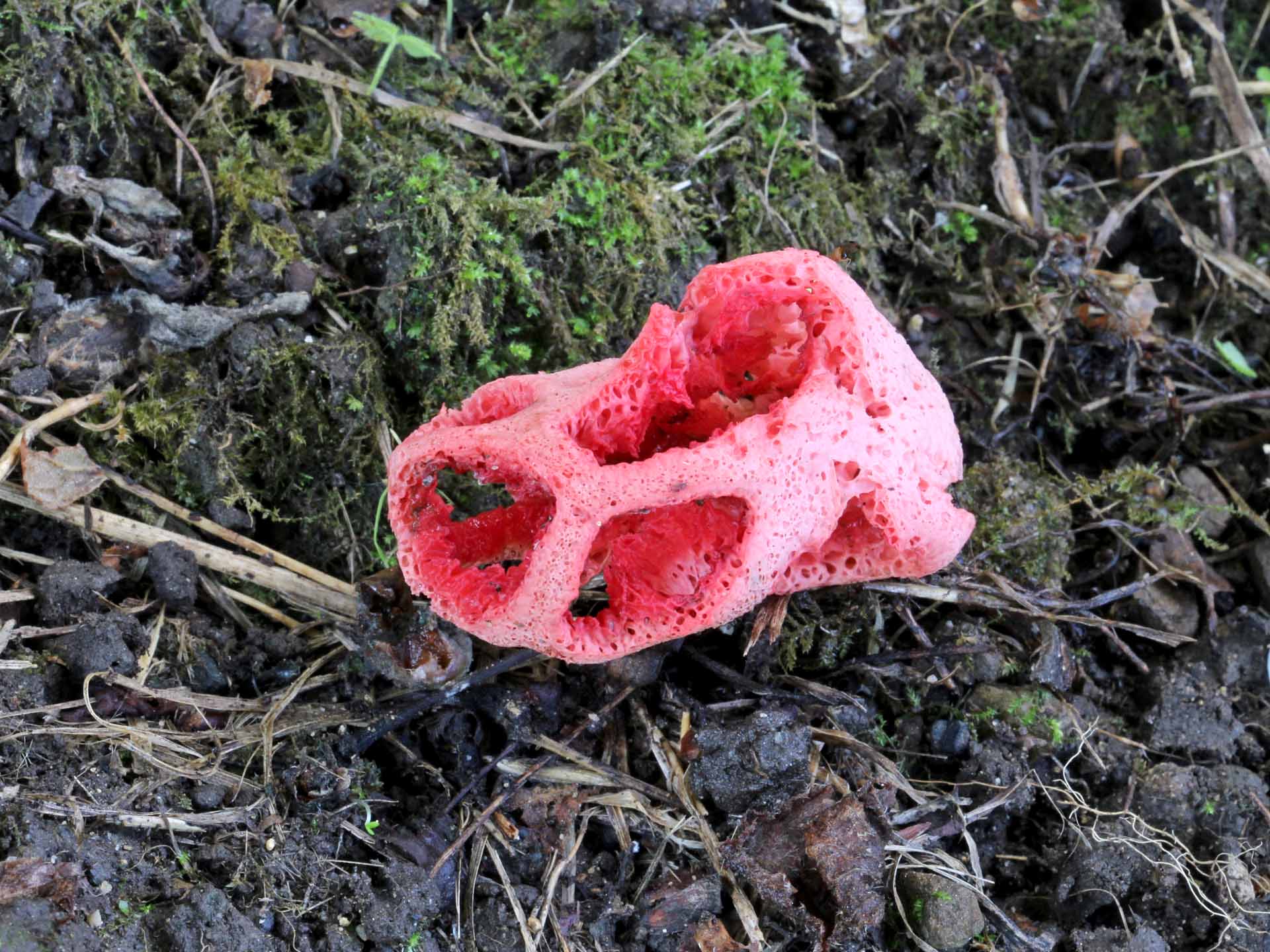 Clathrus ruber P. Micheli ex Pers. 1801