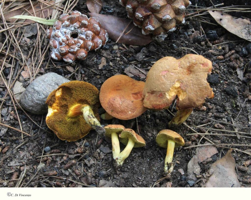 Hortiboletus rubellus (Krombh.) Simonini, Vizzini e Gelardi 2015