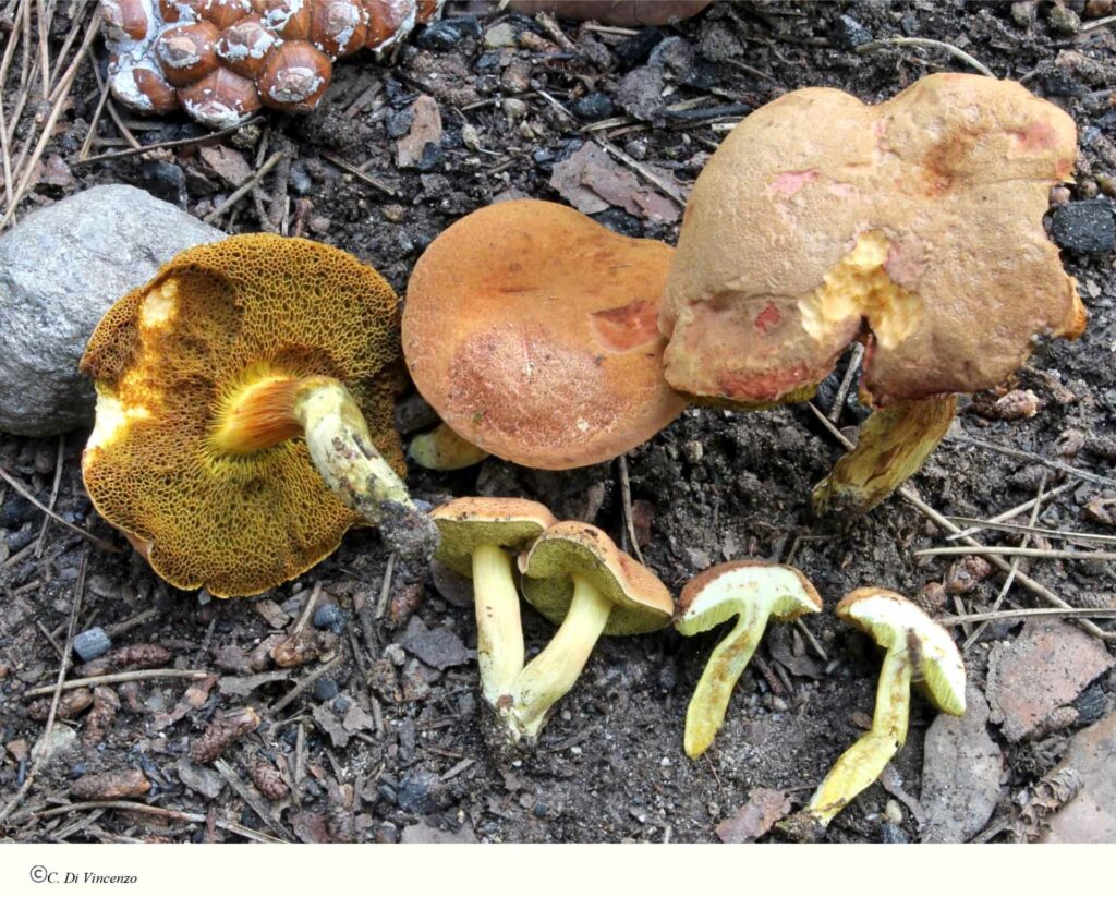 Hortiboletus rubellus (Krombh.) Simonini, Vizzini e Gelardi 2015