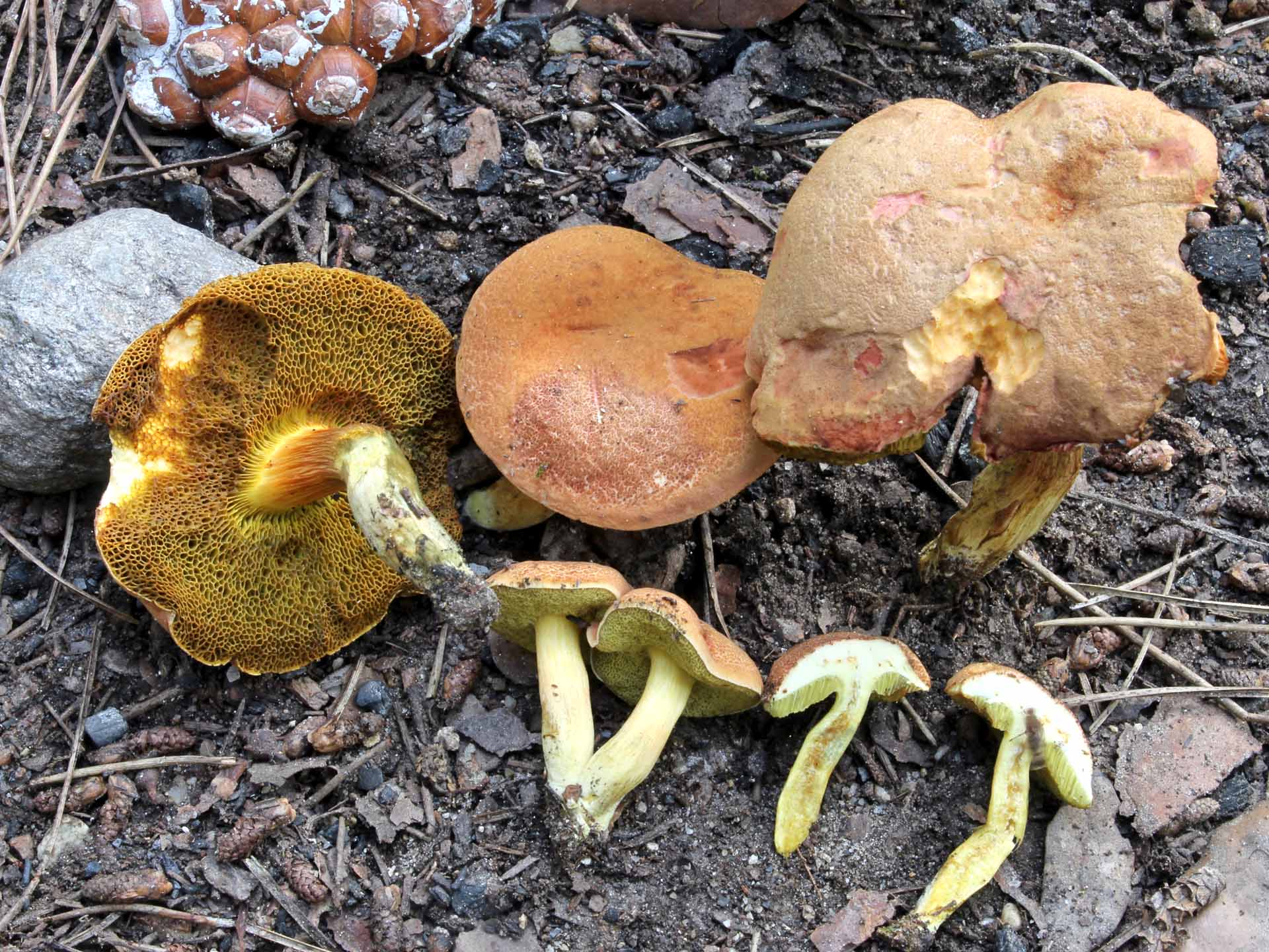 Hortiboletus rubellus (Krombh.) Simonini, Vizzini e Gelardi 2015