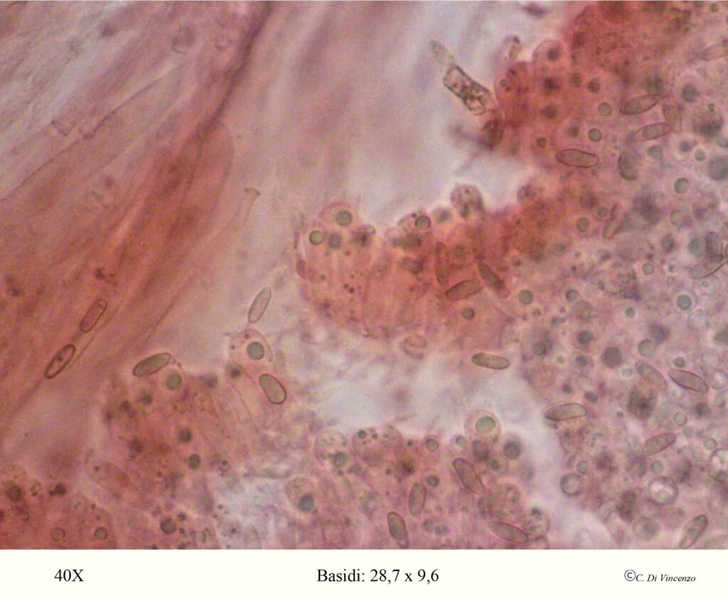 Lanmaoa fragrans (Vittad.) Vizzini, Gelardi & Simonini 2015 basidi
