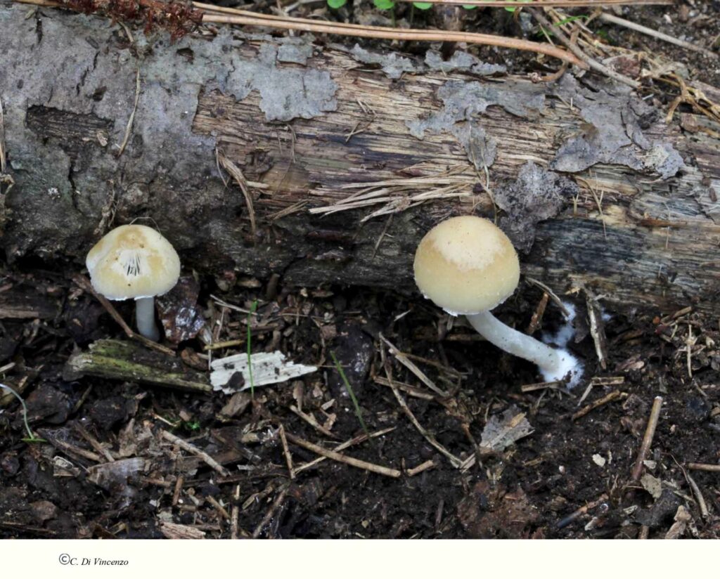 Psathyrella piluliformis (Bull.) PD Orton 1969