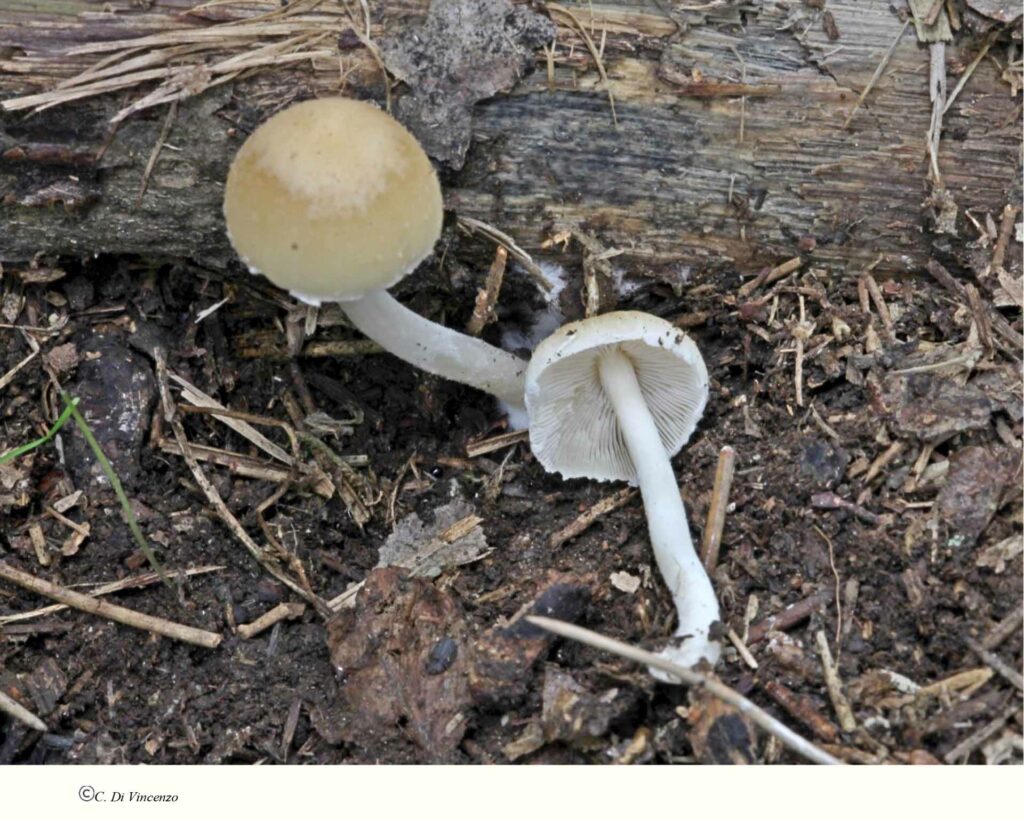 Psathyrella piluliformis (Bull.) PD Orton 1969