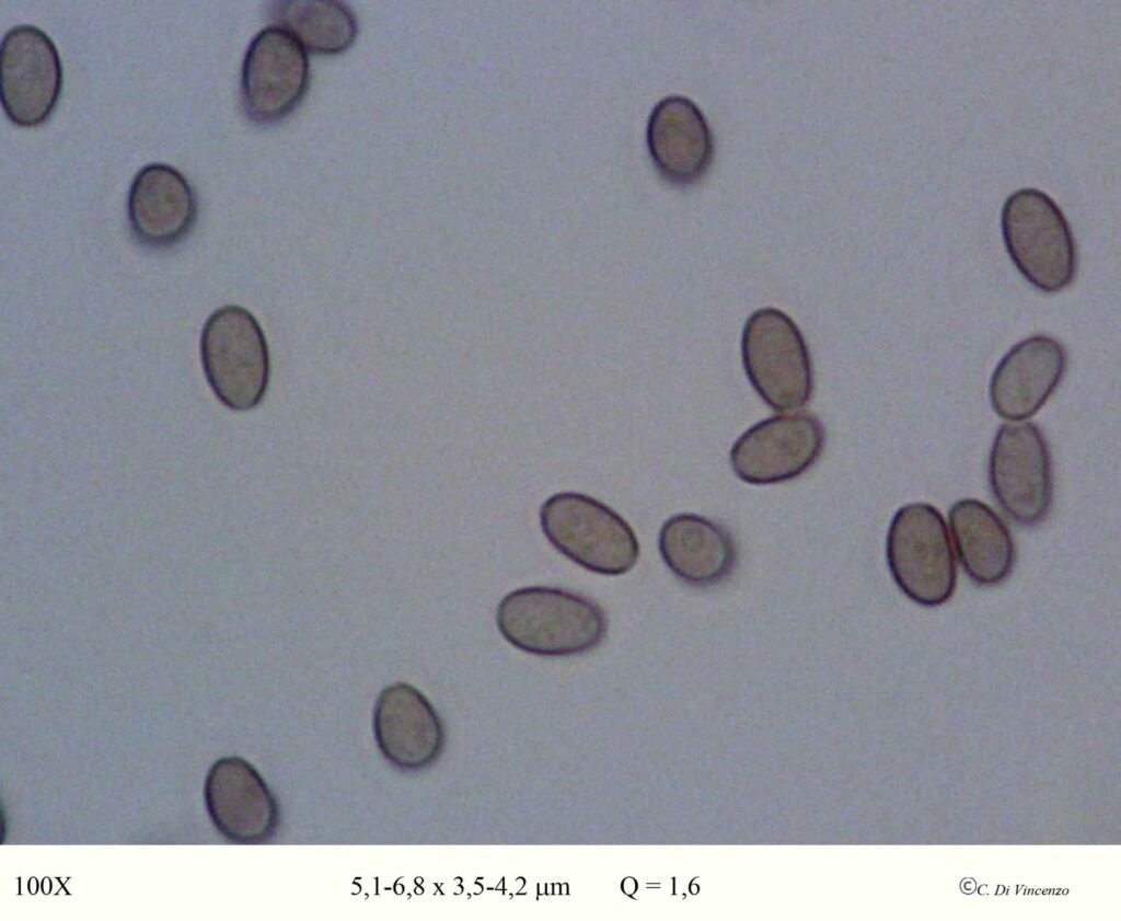 Psathyrella piluliformis (Bull.) PD Orton 1969 spore