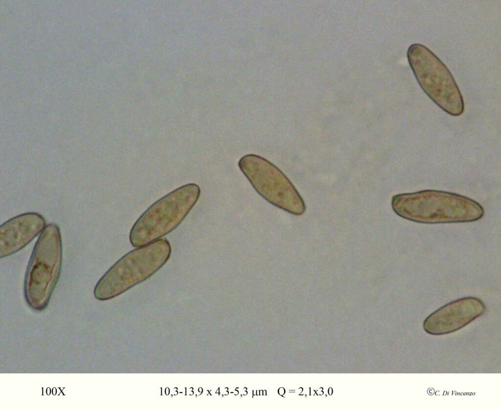 Imleria badia (Fr.) Vizzini 2014 spore 100x