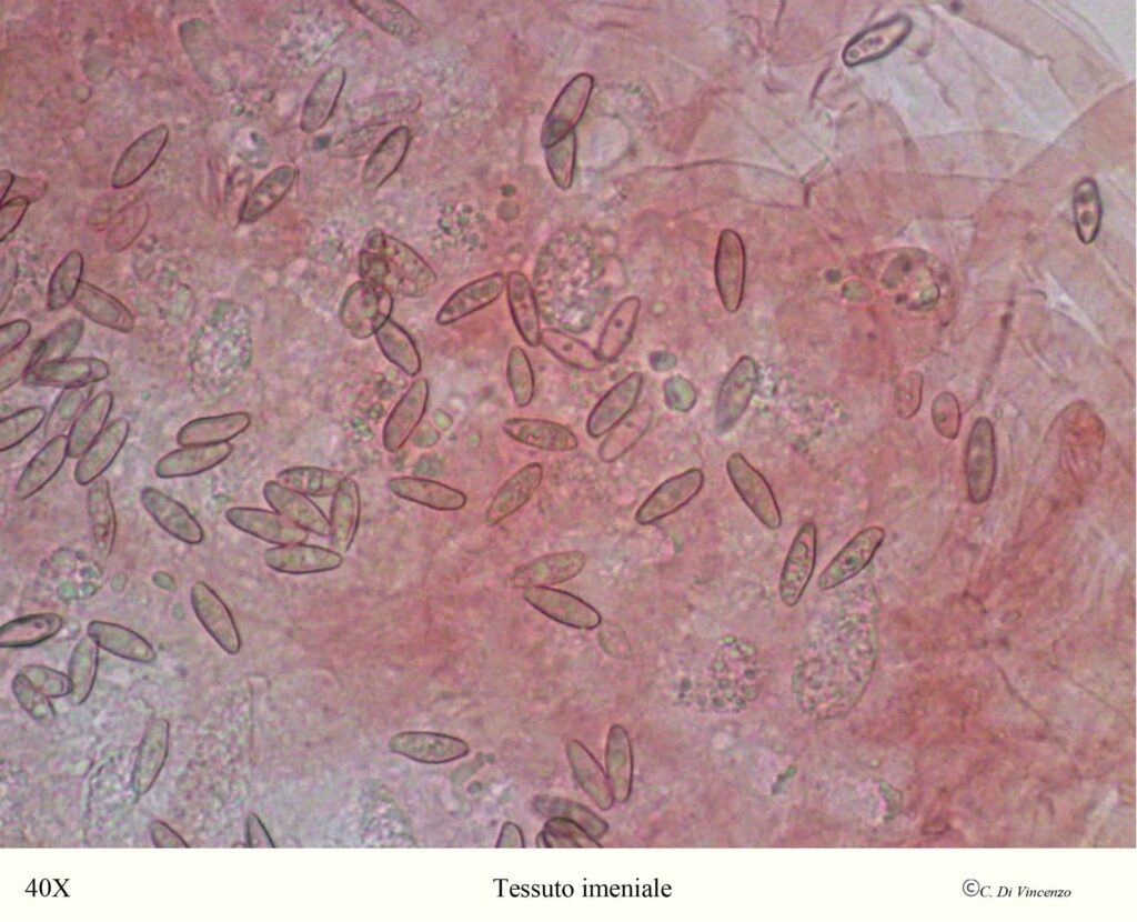 Imleria badia (Fr.) Vizzini 2014 tessuto imeniale