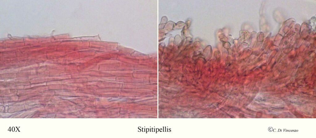 Desarmillaria tabescens stipitipellis