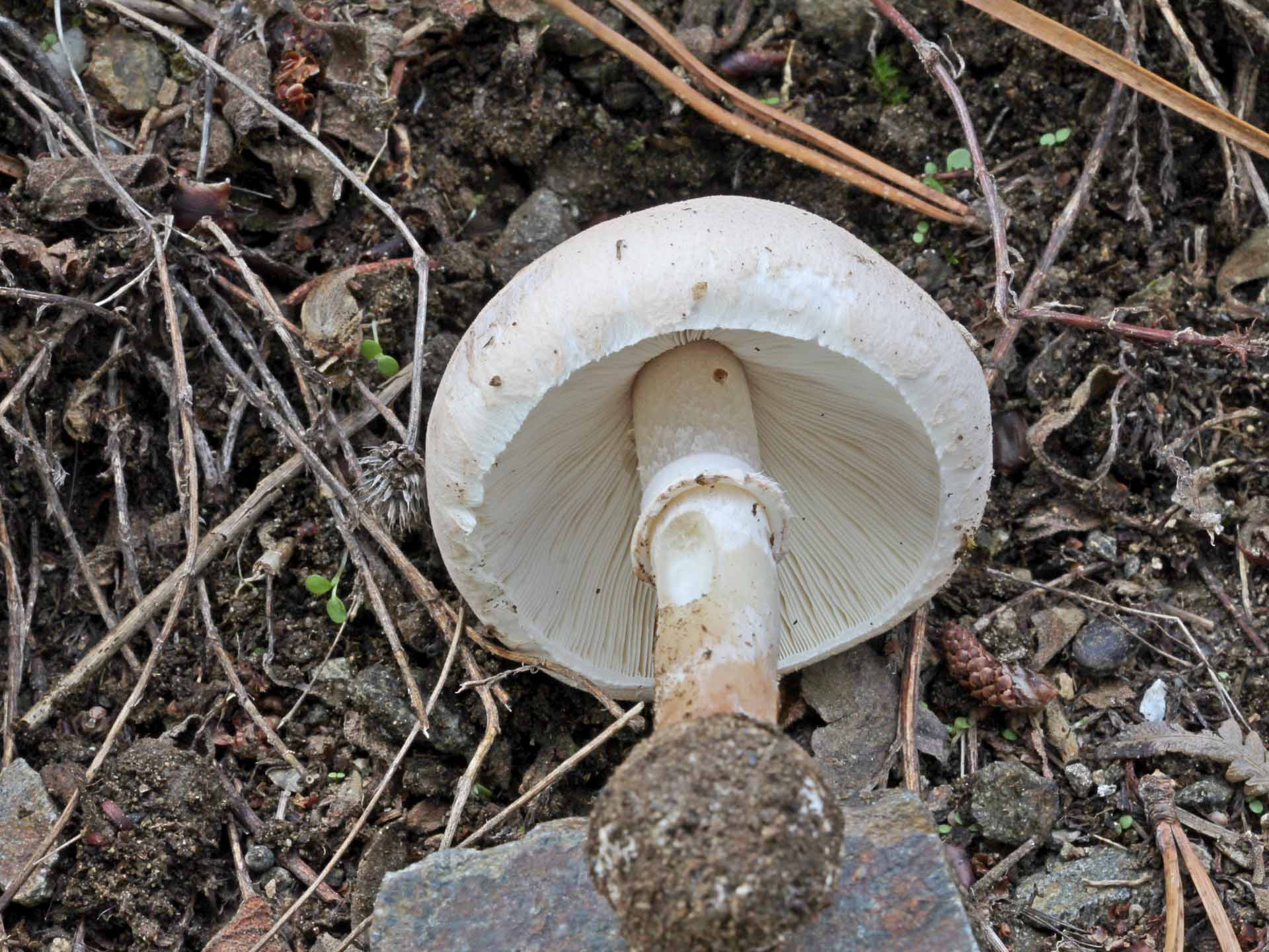 Macrolepiota excoriata