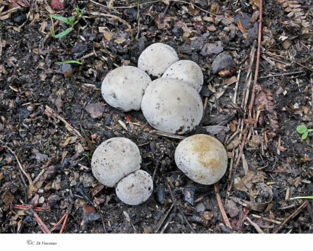 Lycoperdon dermoxanthum