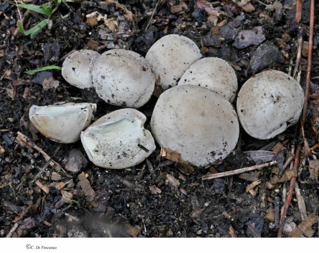 Lycoperdon dermoxanthum