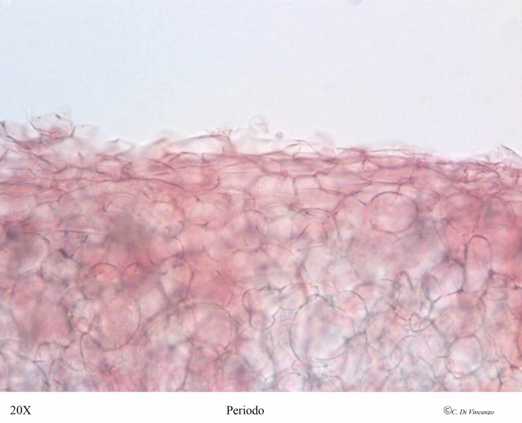 Lycoperdon dermoxanthum Periodo