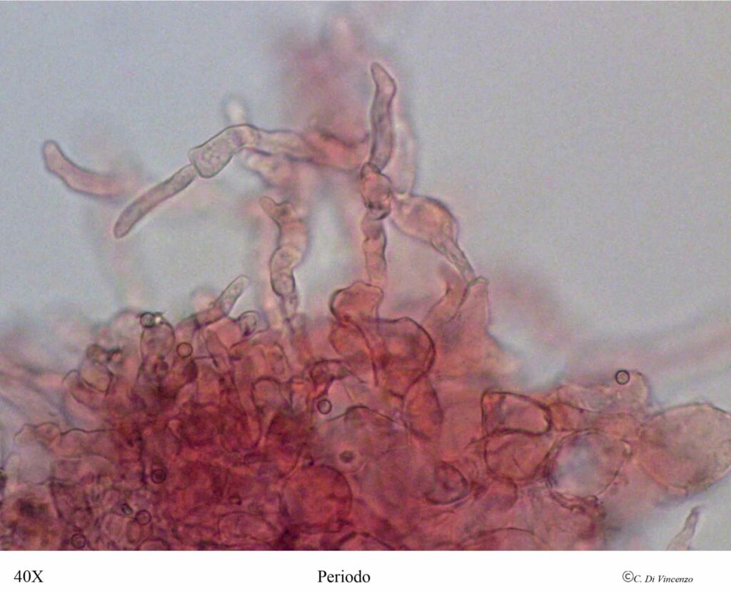 Lycoperdon dermoxanthum Periodo 2