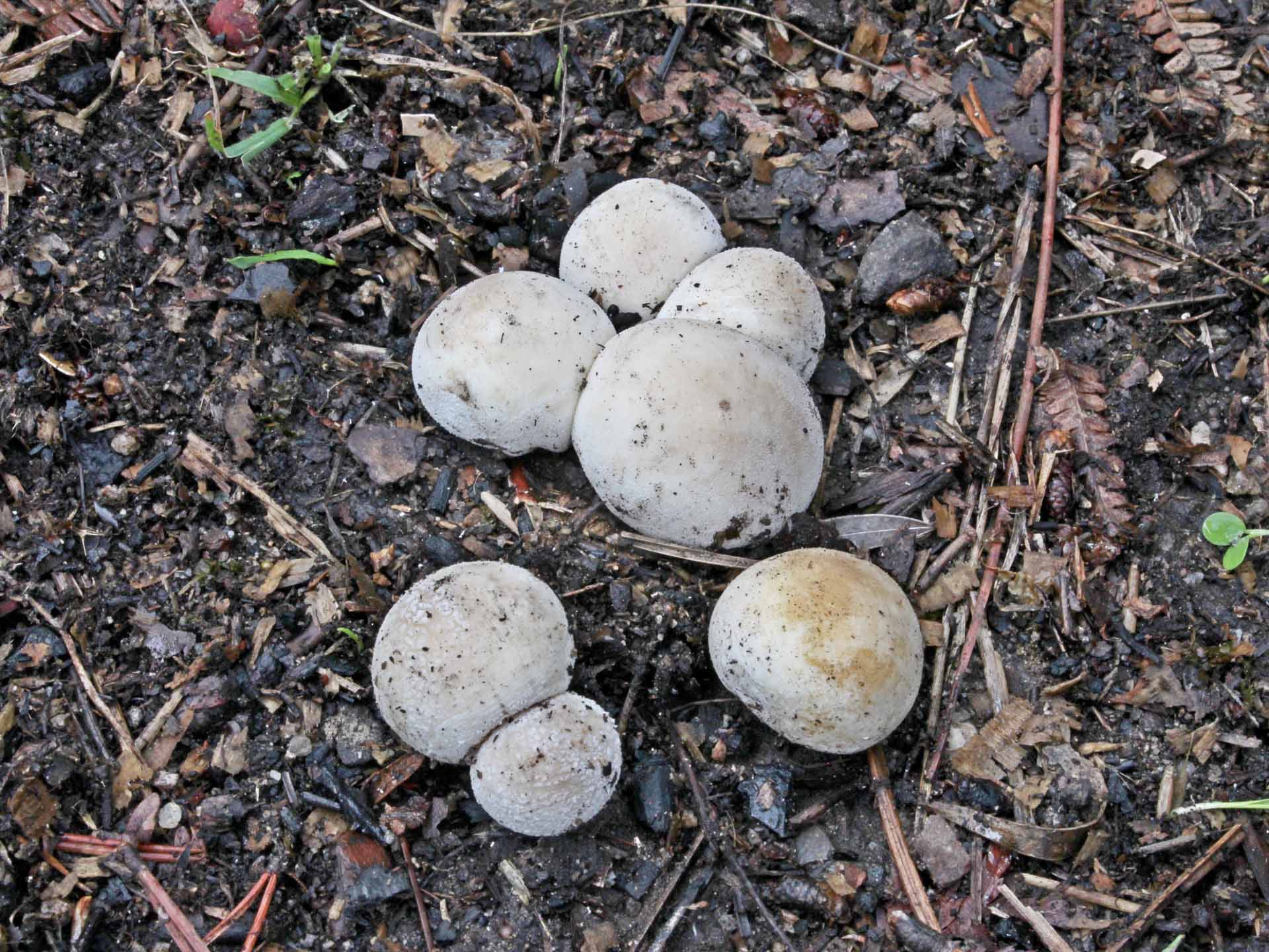 Lycoperdon dermoxanthum