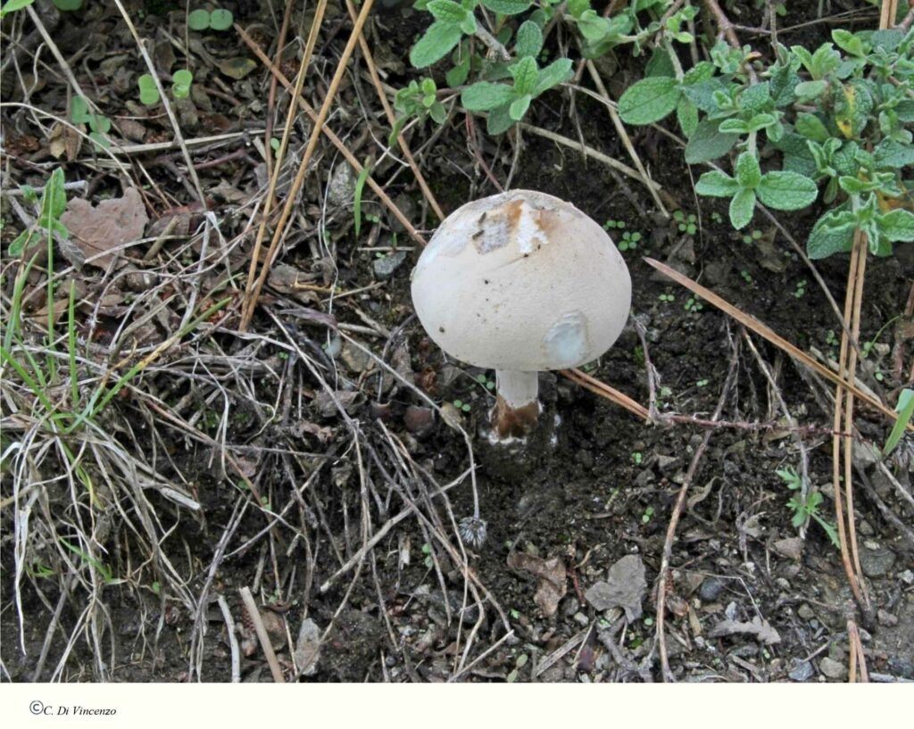 Macrolepiota excoriata