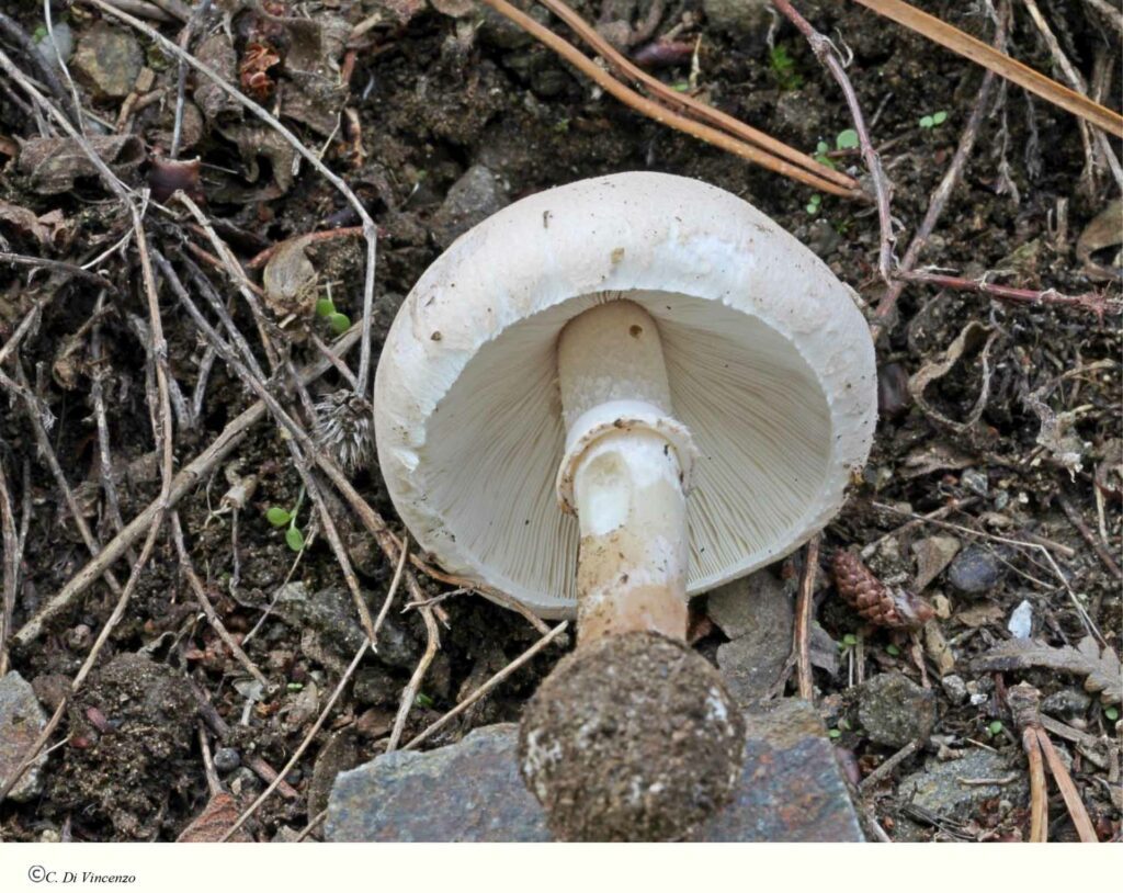 Macrolepiota excoriata