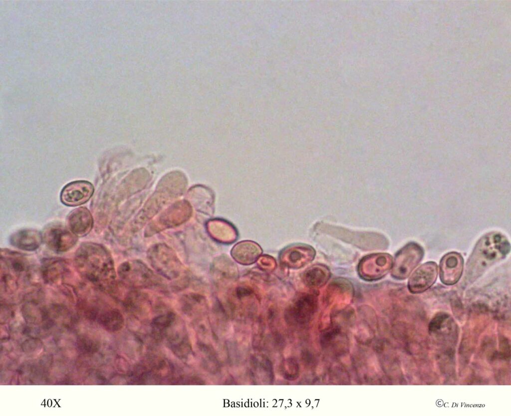 Macrolepiota excoriata Basidioli