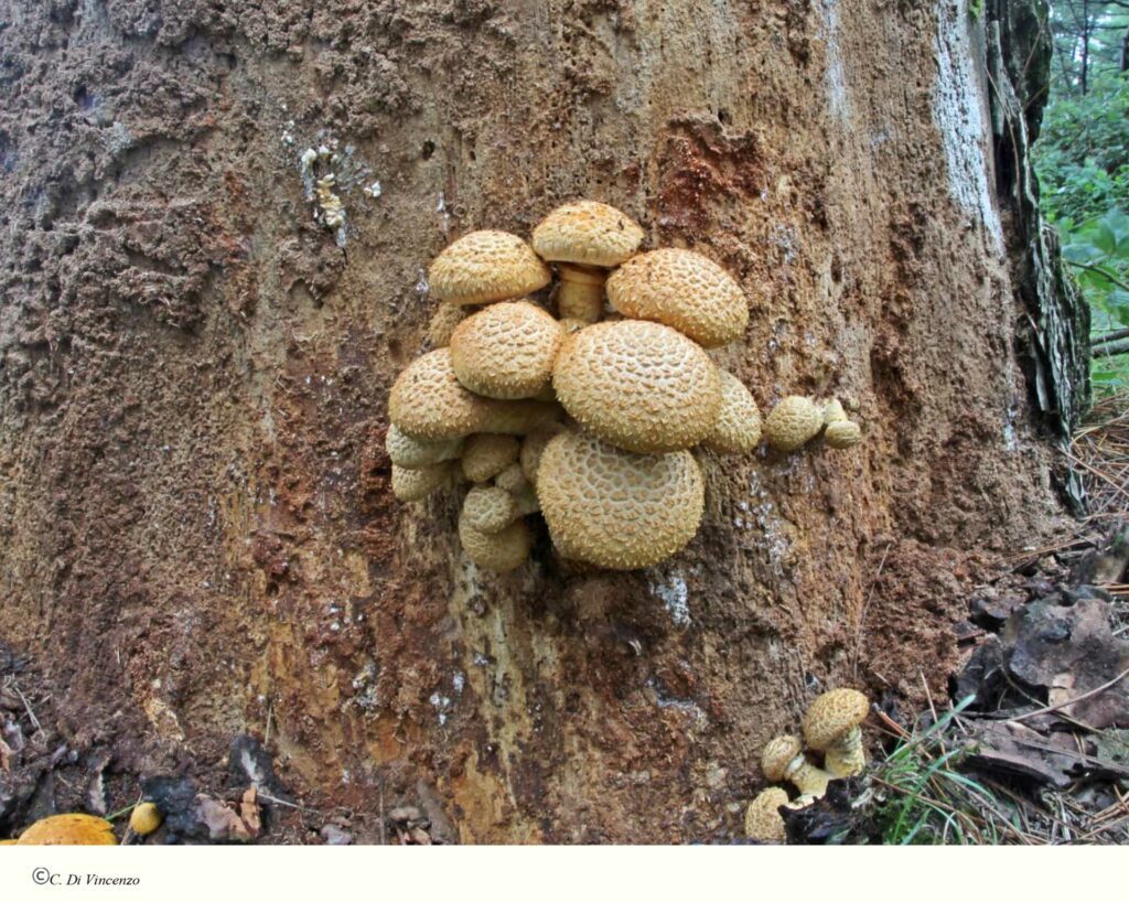 Pholiota squarrosa