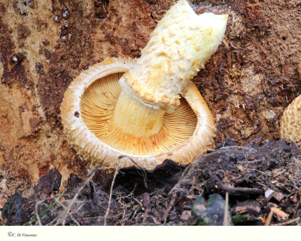 Pholiota squarrosa