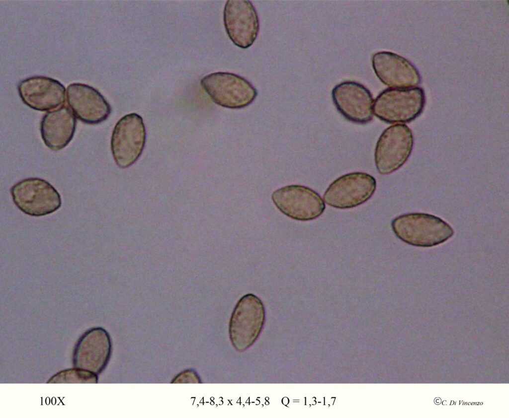 Pholiota squarrosa spore