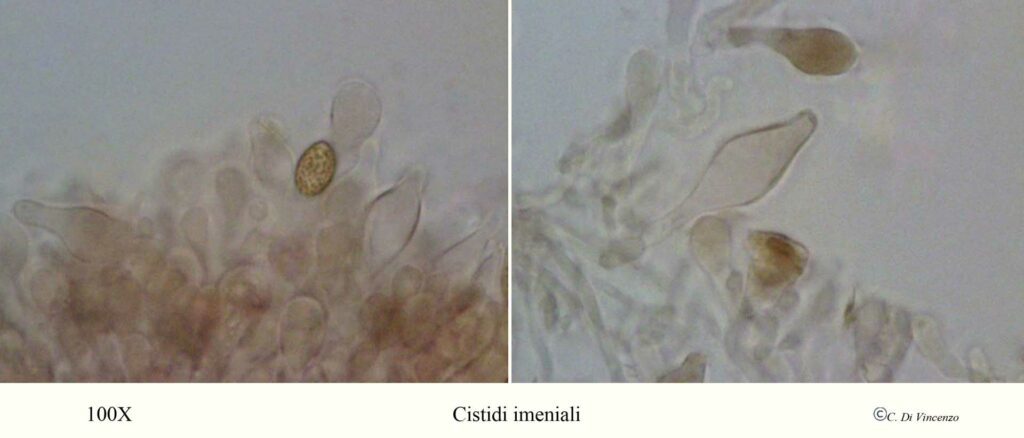 Pholiota squarrosa cistiti